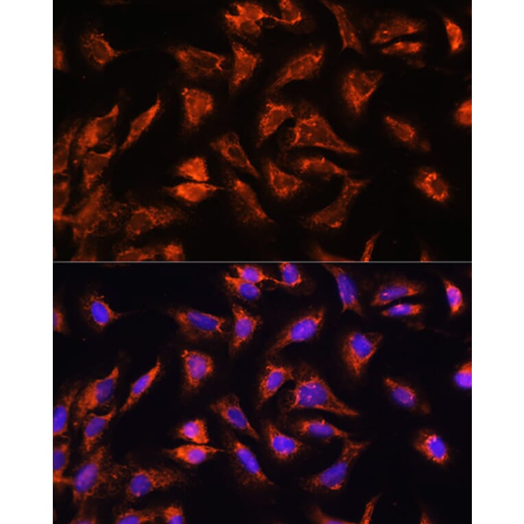 Immunofluorescence - Anti-OCIAD2 Antibody (A88547) - Antibodies.com