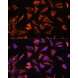 Immunofluorescence - Anti-OCIAD2 Antibody (A88547) - Antibodies.com