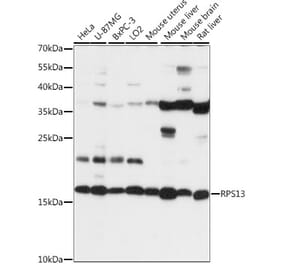 Western Blot - Anti-RPS13 Antibody (A88552) - Antibodies.com