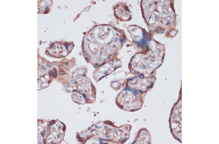 Immunohistochemistry - Anti-RPS13 Antibody (A88552) - Antibodies.com