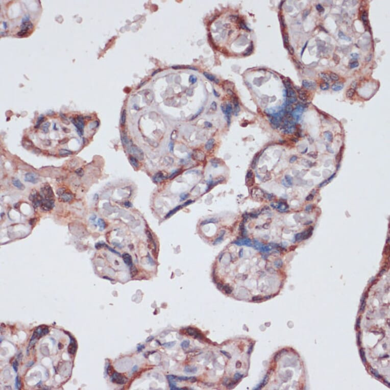 Immunohistochemistry - Anti-RPS13 Antibody (A88552) - Antibodies.com