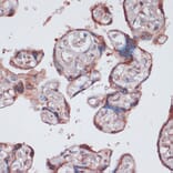 Immunohistochemistry - Anti-RPS13 Antibody (A88552) - Antibodies.com