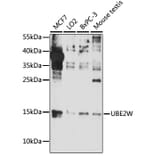Western Blot - Anti-UBE2W Antibody (A88553) - Antibodies.com