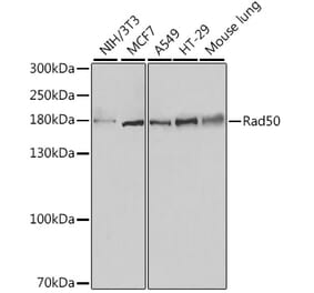Western Blot - Anti-Rad50 Antibody (A88557) - Antibodies.com