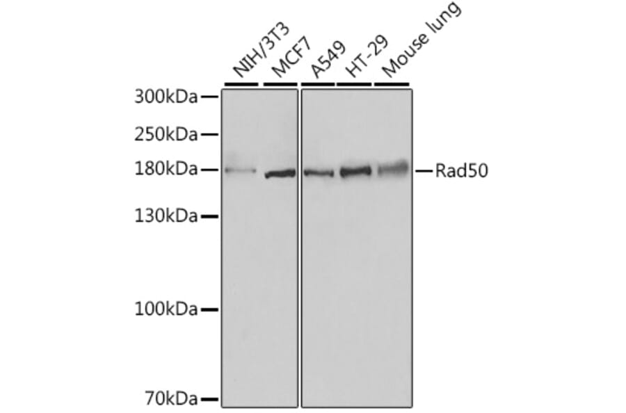 Western Blot - Anti-Rad50 Antibody (A88557) - Antibodies.com
