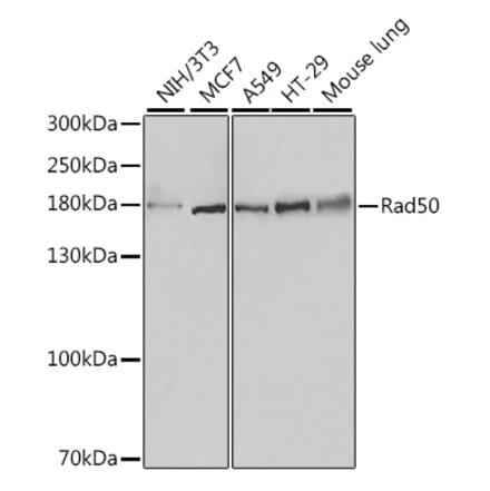 Western Blot - Anti-Rad50 Antibody (A88557) - Antibodies.com