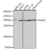 Western Blot - Anti-Rad50 Antibody (A88557) - Antibodies.com