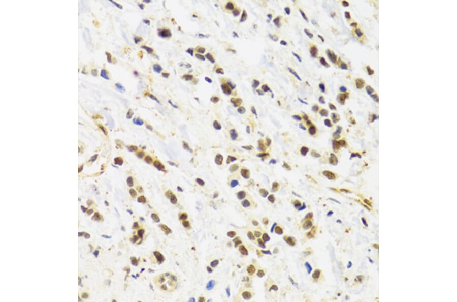 Immunohistochemistry - Anti-Rad50 Antibody (A88557) - Antibodies.com