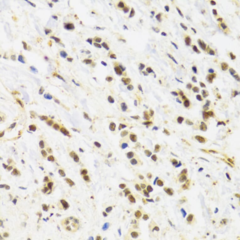 Immunohistochemistry - Anti-Rad50 Antibody (A88557) - Antibodies.com