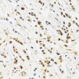 Immunohistochemistry - Anti-Rad50 Antibody (A88557) - Antibodies.com