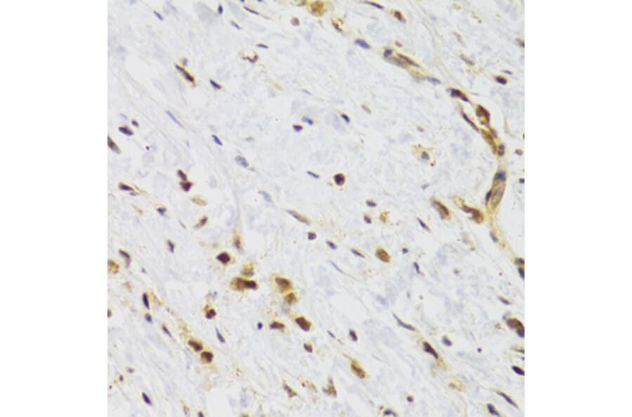 Immunohistochemistry - Anti-Rad50 Antibody (A88557) - Antibodies.com
