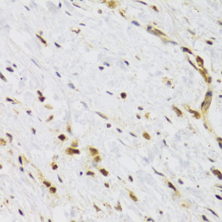 Immunohistochemistry - Anti-Rad50 Antibody (A88557) - Antibodies.com