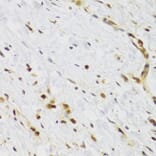 Immunohistochemistry - Anti-Rad50 Antibody (A88557) - Antibodies.com