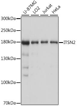 Western blot analysis of extracts of various cell lines, using Anti-ITSN2 Antibody (A16525) at 1:1,000 dilution.
Secondary antibody: Goat Anti-Rabbit IgG (H+L) (HRP) (AS014) at 1:10,000 dilution.
Lysates / proteins: 25µg per lane.
Blocking buffer: 3% non-fat dry milk in TBST.
Detection: ECL Basic Kit (RM00020).
Exposure time: 1s.