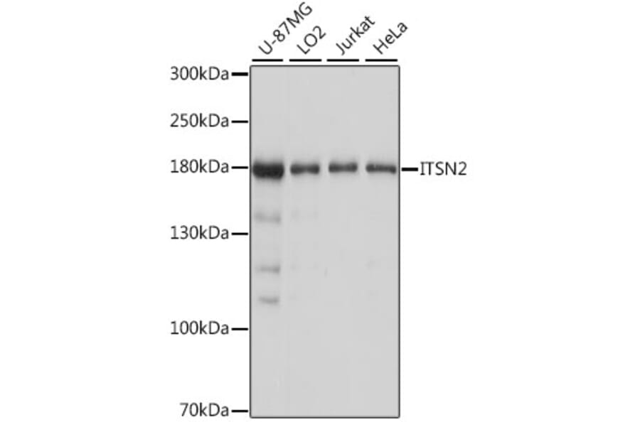 Western Blot - Anti-Intersectin-2 Antibody (A88560) - Antibodies.com
