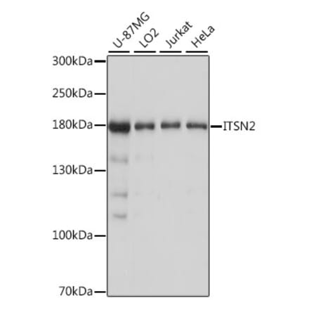 Western Blot - Anti-Intersectin-2 Antibody (A88560) - Antibodies.com