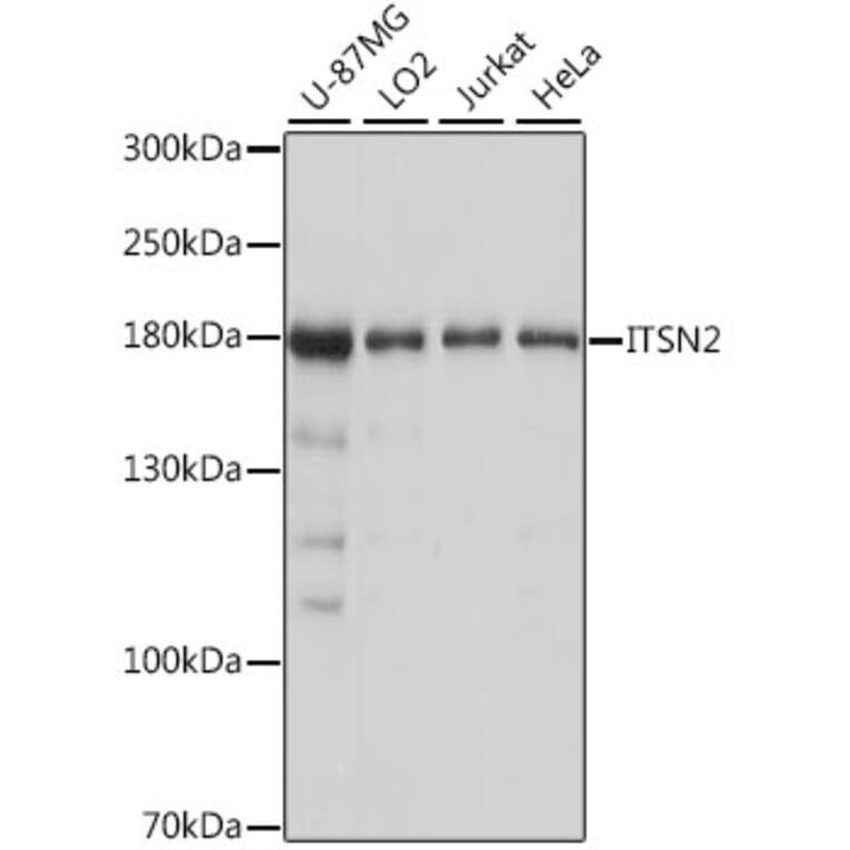 Western Blot - Anti-Intersectin-2 Antibody (A88560) - Antibodies.com