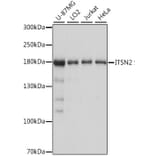 Western Blot - Anti-Intersectin-2 Antibody (A88560) - Antibodies.com