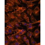 Immunofluorescence - Anti-Intersectin-2 Antibody (A88560) - Antibodies.com