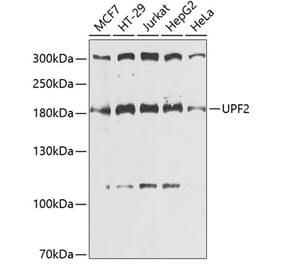 Western Blot - Anti-hUPF2/RENT2 Antibody (A88562) - Antibodies.com