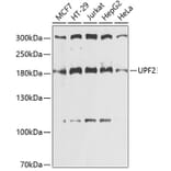 Western Blot - Anti-hUPF2/RENT2 Antibody (A88562) - Antibodies.com
