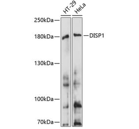 Western Blot - Anti-Dispatched Antibody (A88563) - Antibodies.com