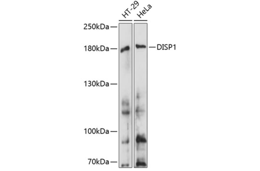 Western Blot - Anti-Dispatched Antibody (A88563) - Antibodies.com