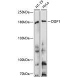 Western Blot - Anti-Dispatched Antibody (A88563) - Antibodies.com