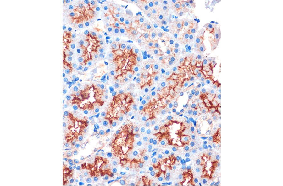 Immunohistochemistry - Anti-IQGAP2 Antibody (A88564) - Antibodies.com
