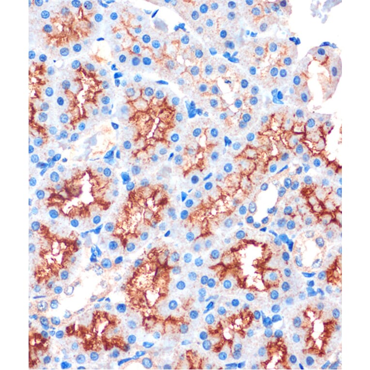 Immunohistochemistry - Anti-IQGAP2 Antibody (A88564) - Antibodies.com