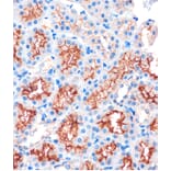 Immunohistochemistry - Anti-IQGAP2 Antibody (A88564) - Antibodies.com