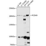Western Blot - Anti-PCDH9 Antibody (A88565) - Antibodies.com