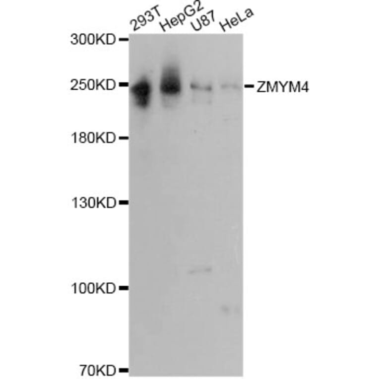 Western Blot - Anti-ZMYM4 Antibody (A13812) - Antibodies.com