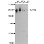 Western Blot - Anti-ZMYM4 Antibody (A13812) - Antibodies.com