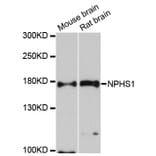 Western Blot - Anti-NPHS1 Antibody (A12467) - Antibodies.com