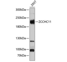 Western Blot - Anti-ZCH11 Antibody (A88574) - Antibodies.com