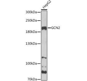 Western Blot - Anti-GCN2 Antibody (A88576) - Antibodies.com