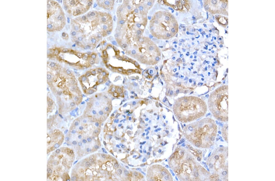 Immunohistochemistry - Anti-GCN2 Antibody (A88576) - Antibodies.com