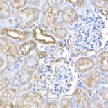 Immunohistochemistry - Anti-GCN2 Antibody (A88576) - Antibodies.com