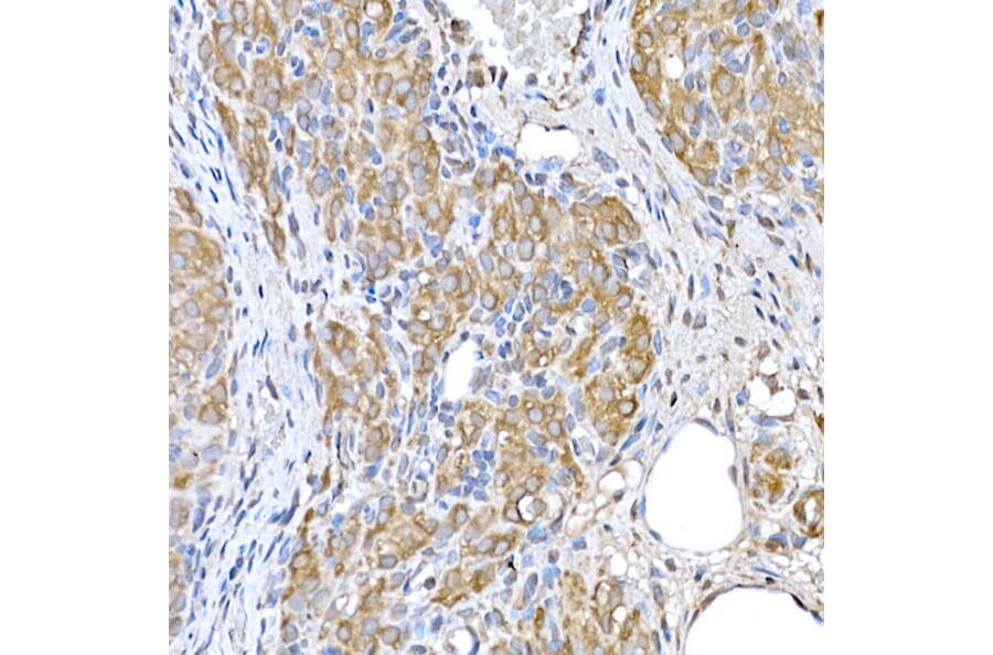 Immunohistochemistry - Anti-GCN2 Antibody (A88576) - Antibodies.com