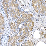 Immunohistochemistry - Anti-GCN2 Antibody (A88576) - Antibodies.com
