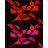 Immunofluorescence - Anti-GCN2 Antibody (A88576) - Antibodies.com