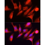 Immunofluorescence - Anti-GCN2 Antibody (A88576) - Antibodies.com