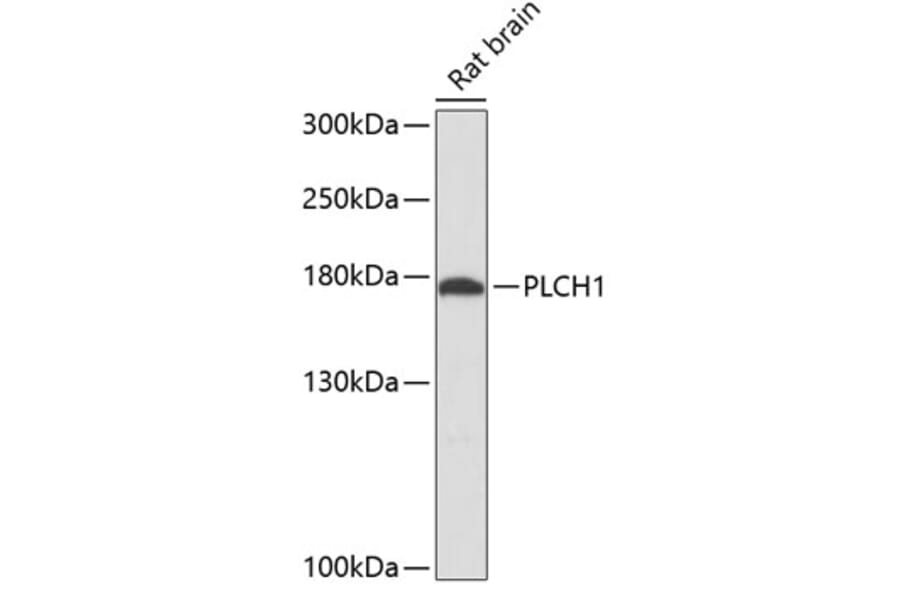 Western Blot - Anti-Phospholipase c eta 1 Antibody (A88577) - Antibodies.com