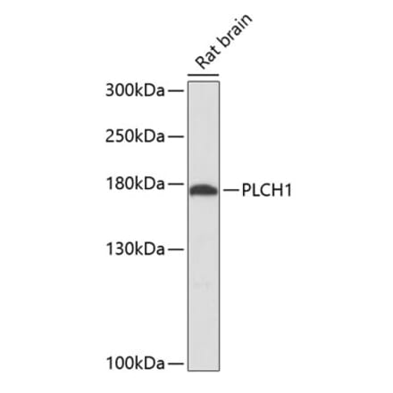 Western Blot - Anti-Phospholipase c eta 1 Antibody (A88577) - Antibodies.com