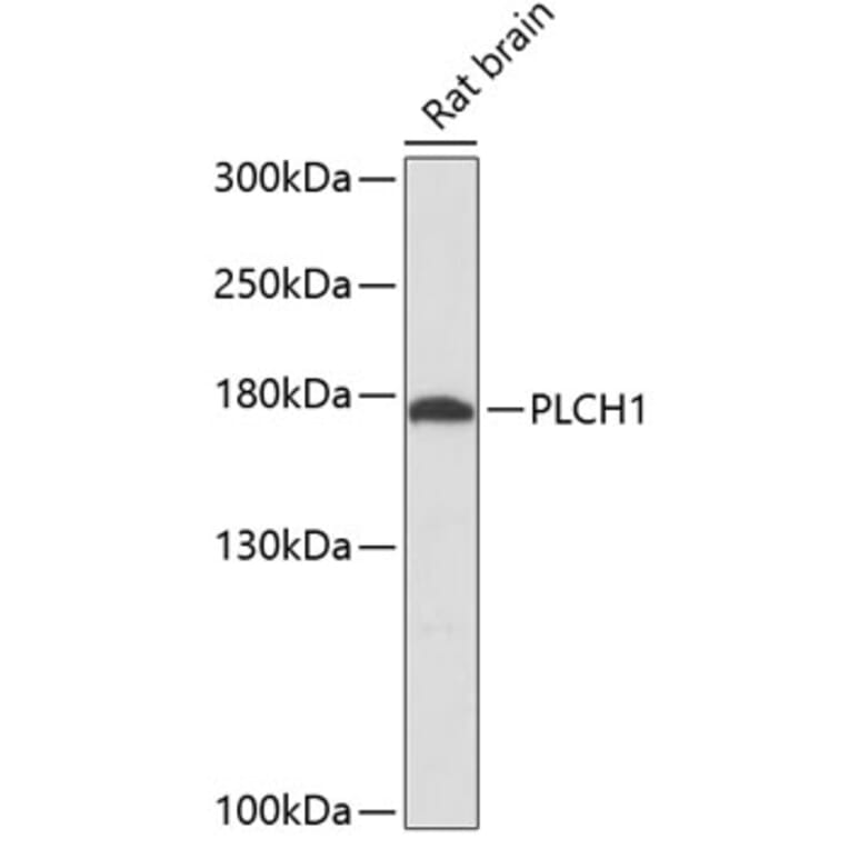 Western Blot - Anti-Phospholipase c eta 1 Antibody (A88577) - Antibodies.com