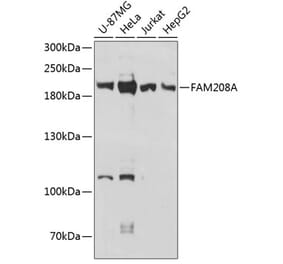 Western Blot - Anti-FAM208A Antibody (A88578) - Antibodies.com