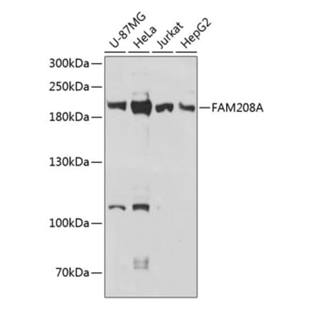 Western Blot - Anti-FAM208A Antibody (A88578) - Antibodies.com