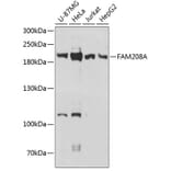 Western Blot - Anti-FAM208A Antibody (A88578) - Antibodies.com