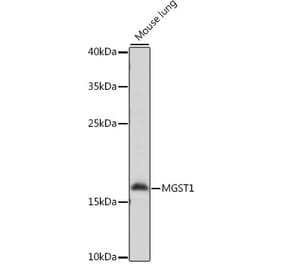 Western Blot - Anti-MGST1 Antibody (A88580) - Antibodies.com